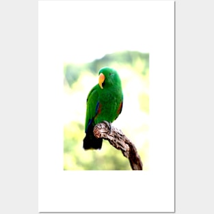 Eclectus Male Parrot Posters and Art